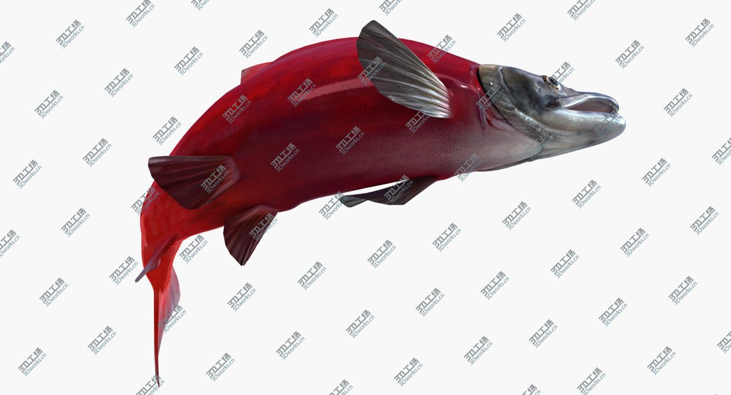 images/goods_img/2021040161/Sockeye Salmon (Animated)/4.jpg